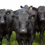 A herd of Aberdeen Angus cows in a field.