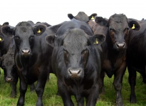 According to QMS: "It seems likely then that Scottish and GB cattle finishers are benefiting from the multiple retailers’ commitments to British beef made at the time of the horsemeat debacle."