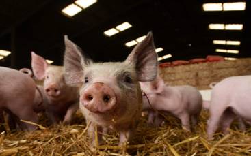 McDonald's UK is set to receive Good Sow Welfare recognition from Compassion in World Farming.