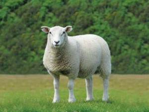 Sheep in a field - photo credit EBLEX