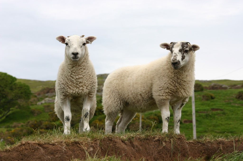 The United States Department of Agriculture plan will relac their lamb export restrictions.