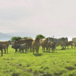 Cattle in a field.