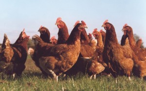 group chickens m
