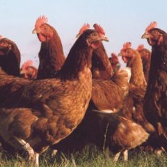 Welsh Government lifts ban on chicken and turkey gatherings