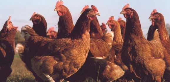 New housing measures introduced to protect poultry from bird flu