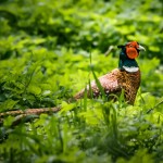 Pheasant sales UK