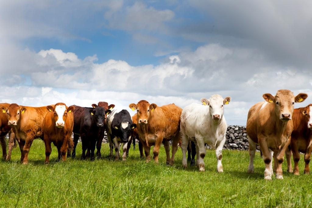 Several factors are expected to cause global cattle and beef prices to stay subdued in 2016.