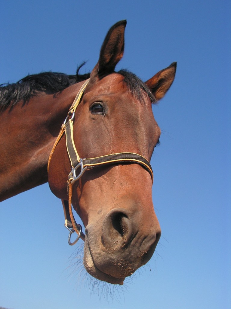 European Commission tightens horsemeat import controls | Meat Management  magazine