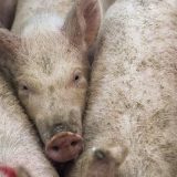 NPA welcomes Tesco funding to support pig sector
