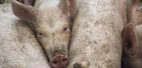 Impact of Brexit on breeding pig exports “disastrous,” Minister hears