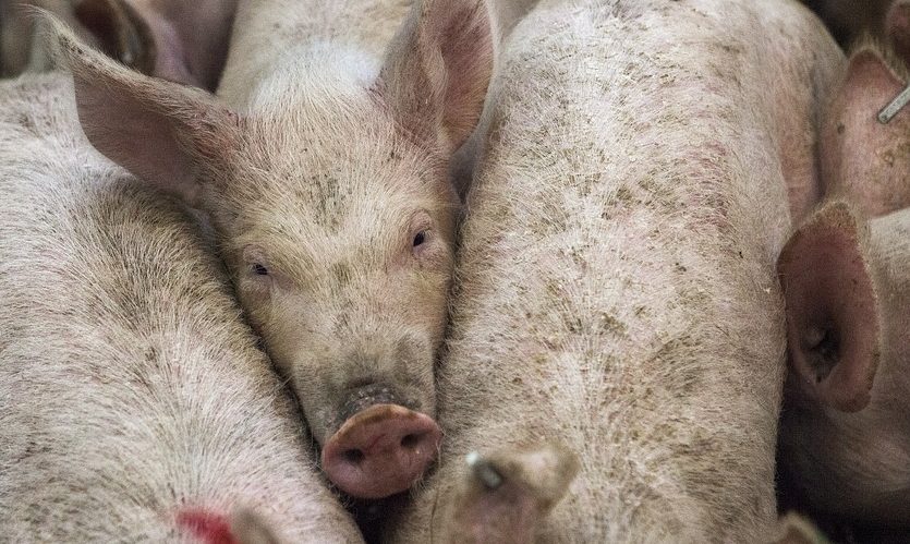 pig industry crisis