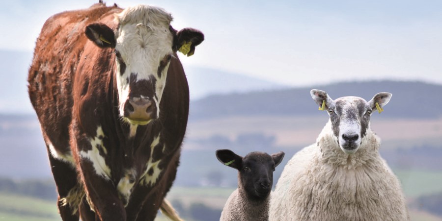 QMS Cattle and Sheep Standards 2020