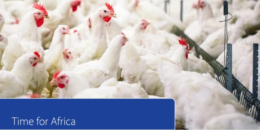African Poultry Market 'Time for Africa'