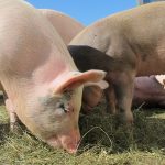 Pigs feeding at a farm