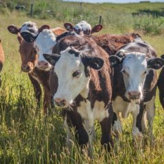 UK beef exports see steady gains