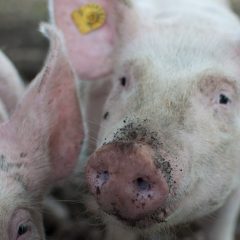 Pig processor shortages “an absolute crisis”, says NPA