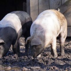 Pig Trade export figures drop but imports rise to pre-Brexit levels