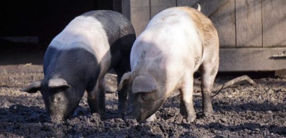 Urgent summit requested to tackle pig sector crisis