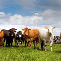 Irish beef industry shows “resilience”, says Bord Bia report