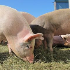 February saw pig meat production decline