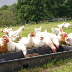 Avian Influenza housing measures to be lifted