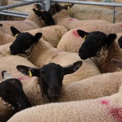 Virtual workshops promote lamb supply-chain collaboration