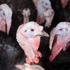 BPC “does not foresee” turkey shortage this Christmas