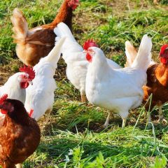 Avian influenza identified in poultry and wild birds in Wrexham County Borough