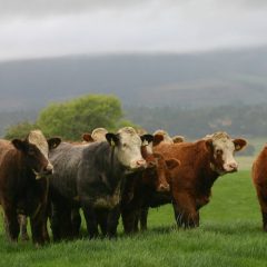 Cattle prices buck seasonal trend in 2023 and reach new record highs