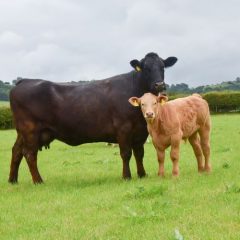 HCC increases levy to fund promotion of Welsh red meat