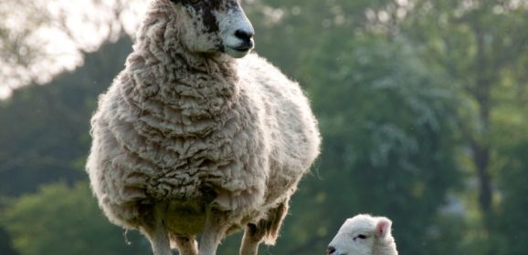 US to lift ban on British lamb imports