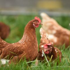Welsh to lift avian flu bird housing order from 18th April