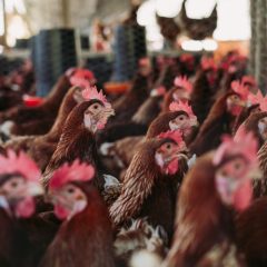 NFU launches poultry production intentions survey