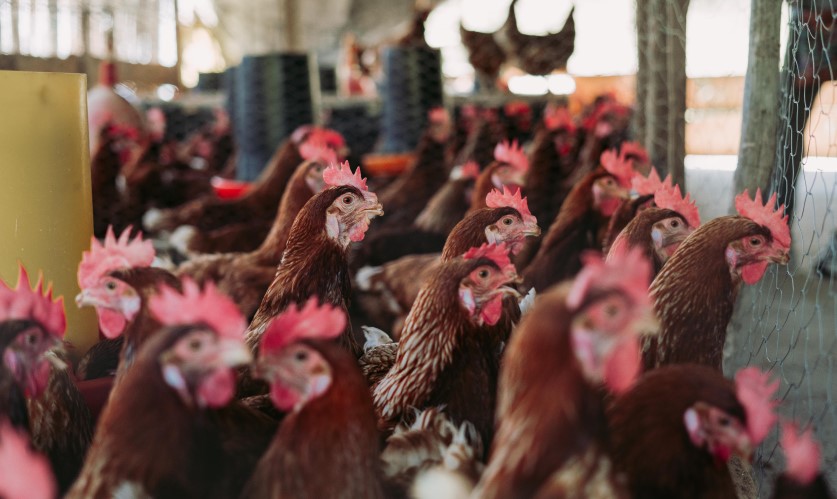 NFU launches poultry manufacturing intentions survey