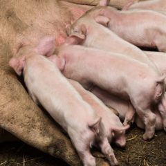 Farming minister rules out compensation over culled pigs