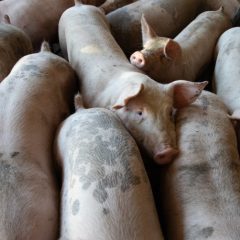 NPA outlines priorities ahead of pig crisis summit