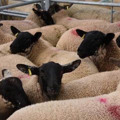 Latest UK export figures confirm boost for beef and lamb sectors