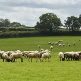 Pilgrim’s UK launches lamb business