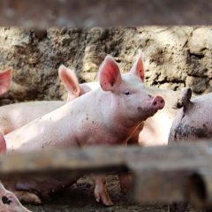 Pig market may experience “seasonal uplift”, says QMS