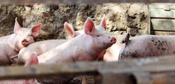 Sofina acquires Scottish farms to improve its pork supply chain
