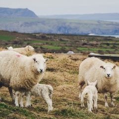 Welsh lamb and beef meet target grades, HCC survey finds