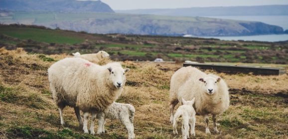 NSA pressure ensures no cliff edge for EU sheepmeat exports