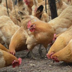 First European ChickenTrack report to monitor progress of ‘Better Chicken Commitment’