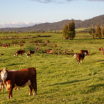 Aussie Beef cattle in a field.