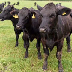 Sainsbury’s launches lower carbon beef range