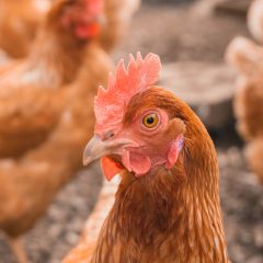 Morrisons to improve chicken welfare standards by November 2024