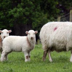 Demand for lamb “firm” in 2024, say trade bodies