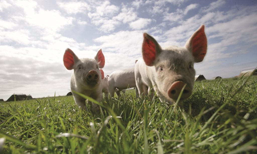 Two pigs are in the centre of the frame, standing in the grass. One is leaning towards the camera.